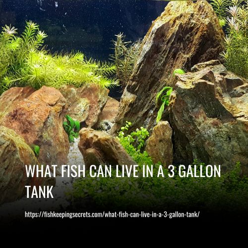 What Fish Can Live In A 3 Gallon Tank?