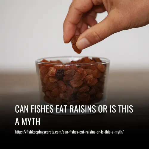 can fishes eat raisins or is this a myth