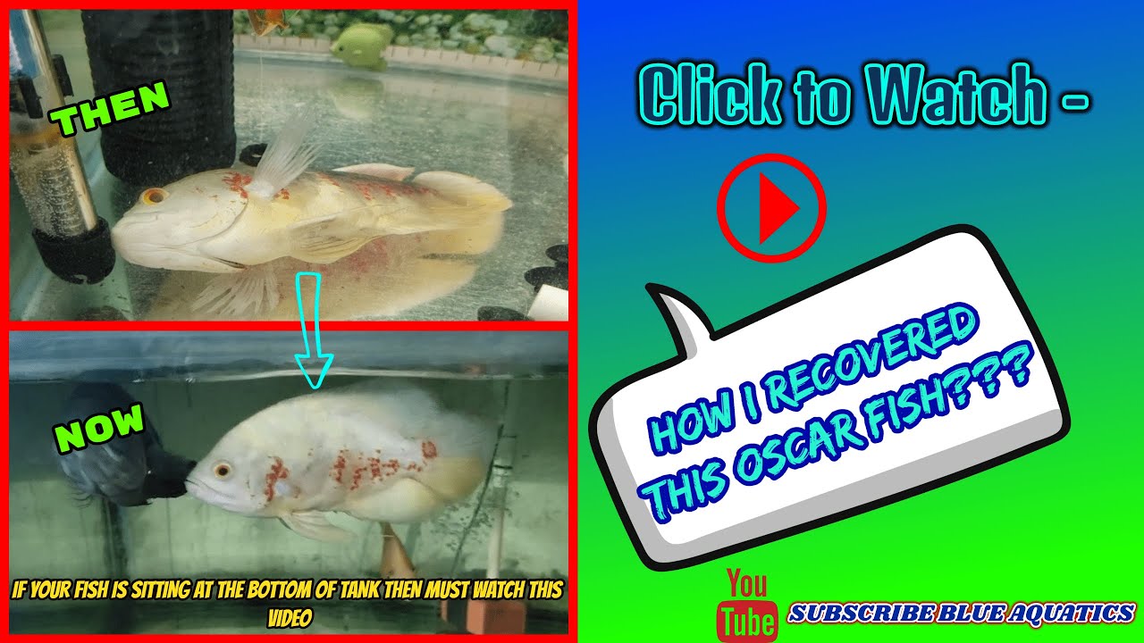 Why Your Fish is Lying on the Tank’s Bottom?