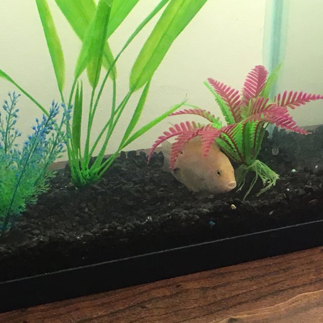 Fishy Territory: Can Landlord Evict Over Fish Tanks?