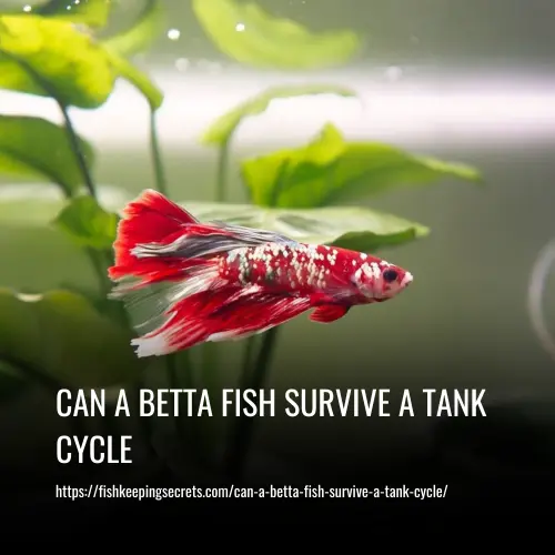 Can A Betta Fish Survive A Tank Cycle