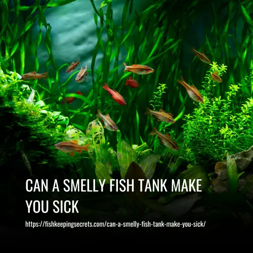 Can A Smelly Fish Tank Make You Sick