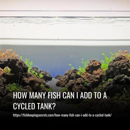How Many Fish Can I Add to a Cycled Tank