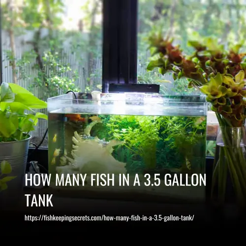How Many Fish in a 3.5 Gallon Tank