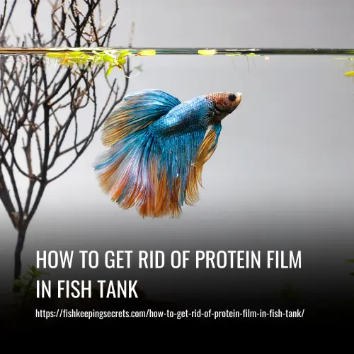 How To Get Rid Of Protein Film In Fish Tank