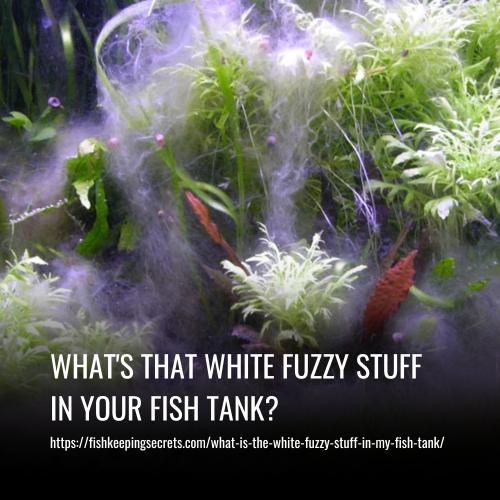 What's That White Fuzzy Stuff in Your Fish Tank