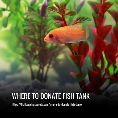 Where To Donate Fish Tank