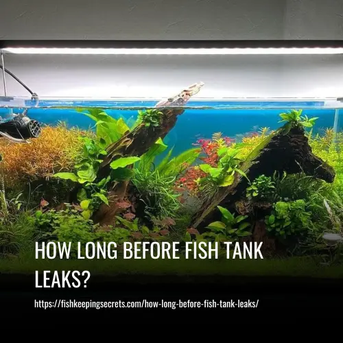 How Long Before Fish Tank Leaks