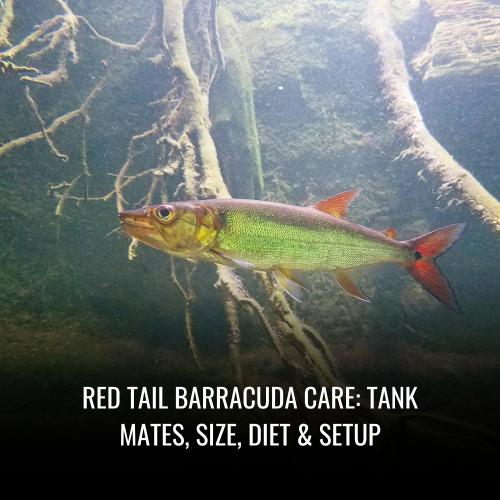 Red tail barracuda Care Tank Mates, Size, Diet & Setup