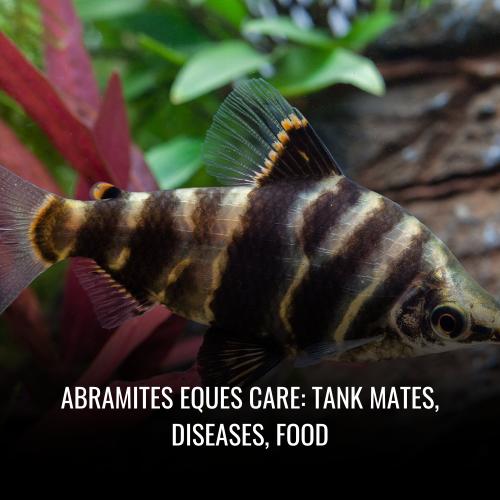 Abramites eques Care tank mates, Diseases, Food