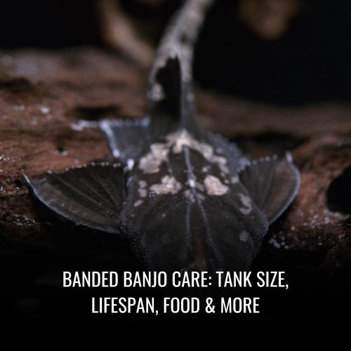 Banded banjo Care Tank Size, Lifespan, Food & More