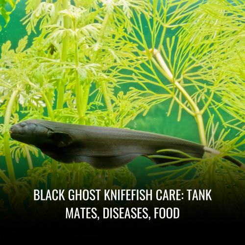 Black Ghost Knifefish Care Tank Mates, Diseases, Food