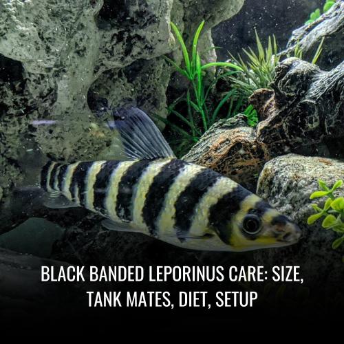 Black banded leporinus Care Size, Tank Mates, Diet, Setup