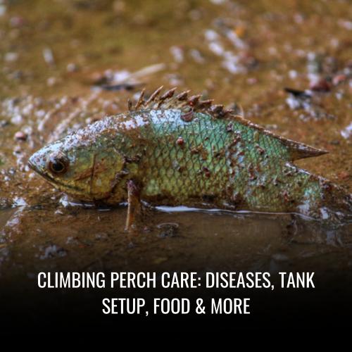 Climbing perch Care Diseases, Tank Setup, Food & More