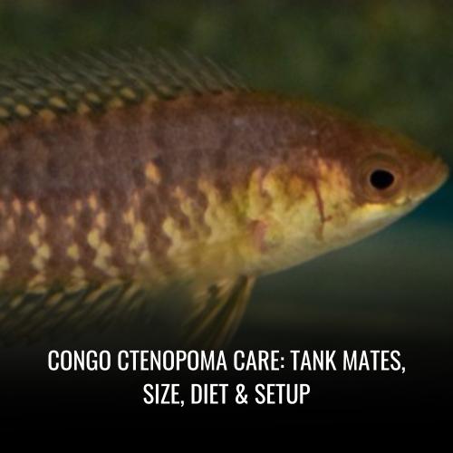 Congo ctenopoma Care Tank Mates, Size, Diet & Setup