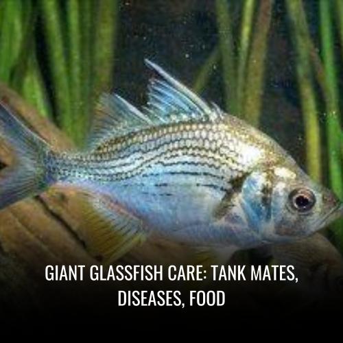 Giant glassfish Care tank mates, Diseases, Food