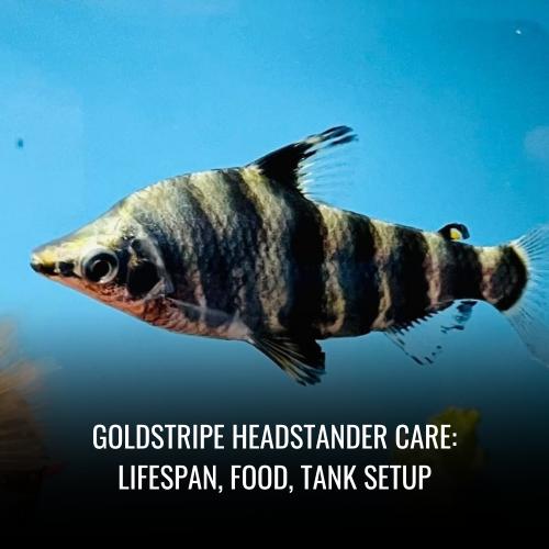 Goldstripe headstander Care Lifespan, Food, Tank Setup