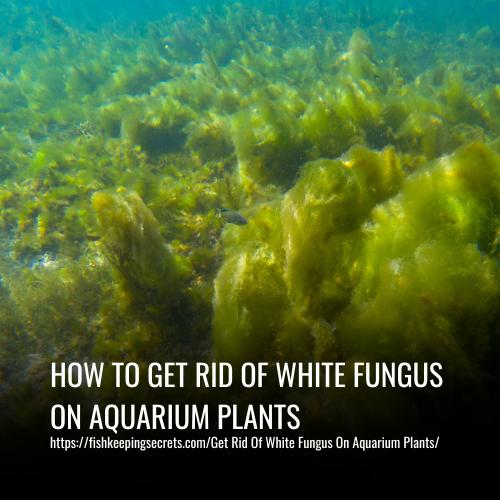 How To Get Rid Of White Fungus On Aquarium Plants
