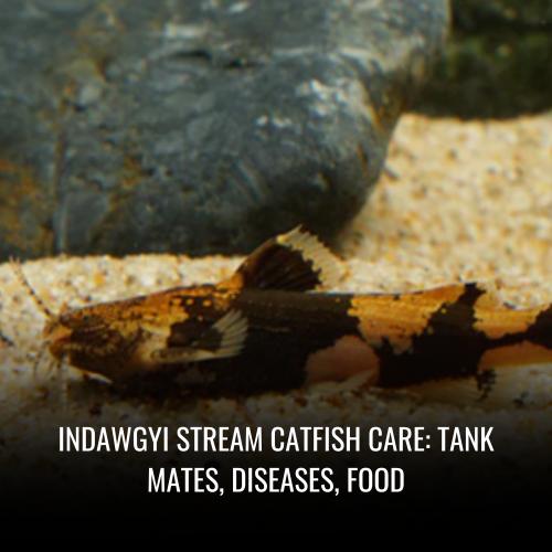Indawgyi stream catfish Care tank mates, Diseases, Food
