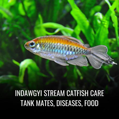 Indawgyi stream catfish Care tank mates, Diseases, Food