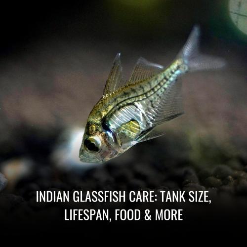 Indian glassfish Care Tank Size, Lifespan, Food & More