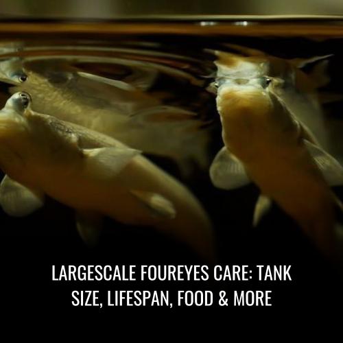 Largescale foureyes Care Tank Size, Lifespan, Food & More