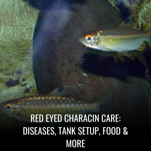 Red Eyed Characin