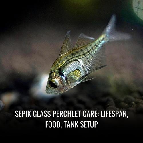 Sepik glass perchlet Care Lifespan, Food, Tank Setup