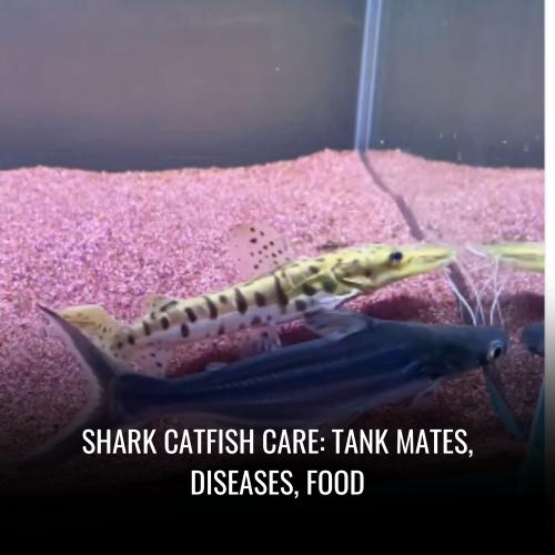 Shark catfish Care tank mates, Diseases, Food