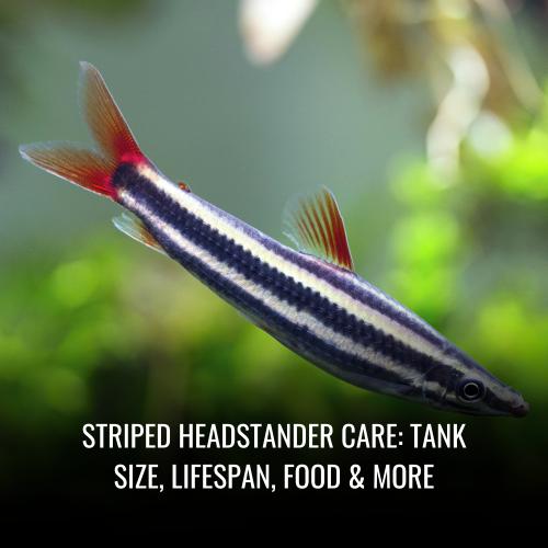 Striped headstander Care Tank Size, Lifespan, Food & More