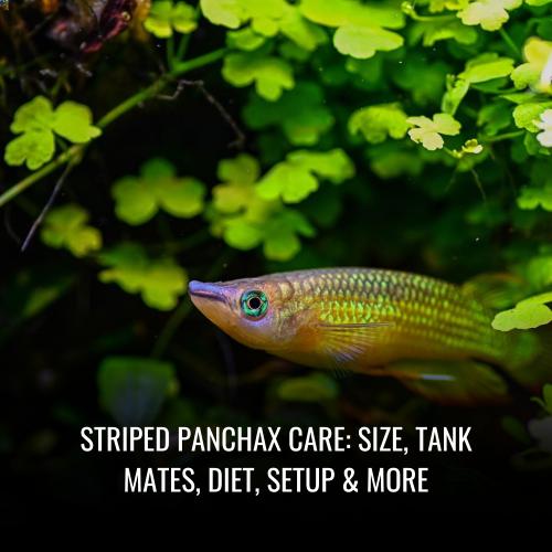Striped panchax Care Size, Tank Mates, Diet, Setup & More