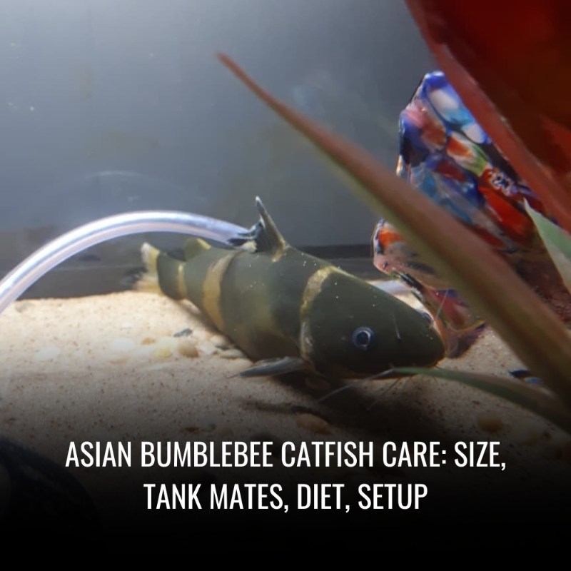 Asian bumblebee catfish Care Size, Tank Mates, Diet, Setup