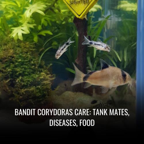 Bandit corydoras Care tank mates, Diseases, Food