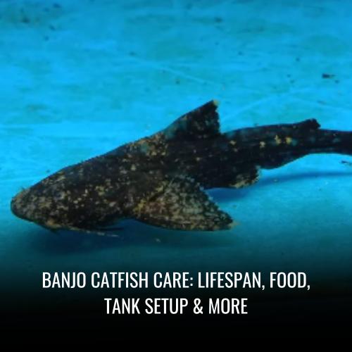 Banjo catfish Care Lifespan, Food, Tank Setup & More