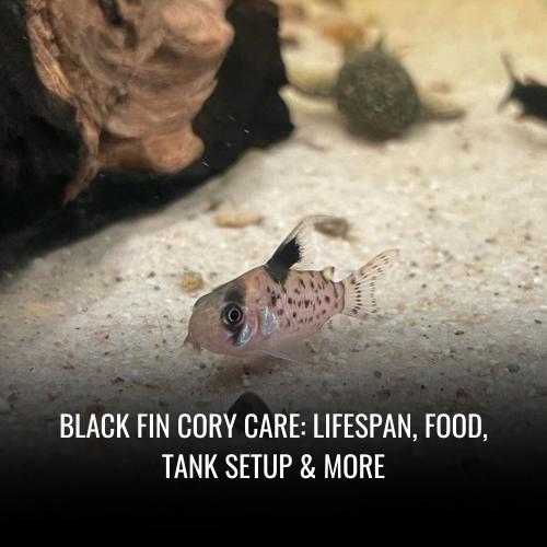 Black fin cory Care Lifespan, Food, Tank Setup & More