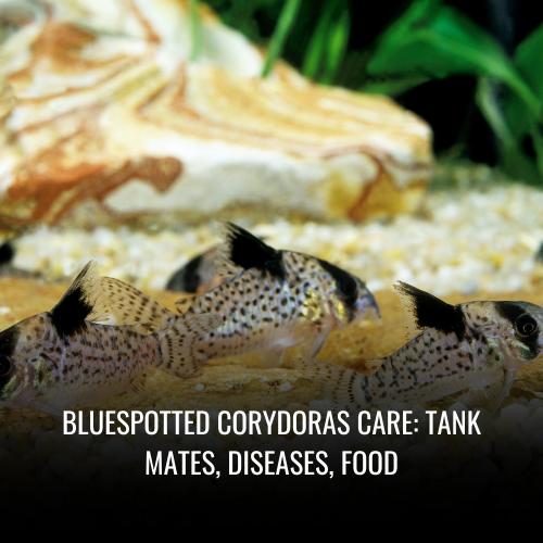 Bluespotted corydoras Care tank mates, Diseases, Food