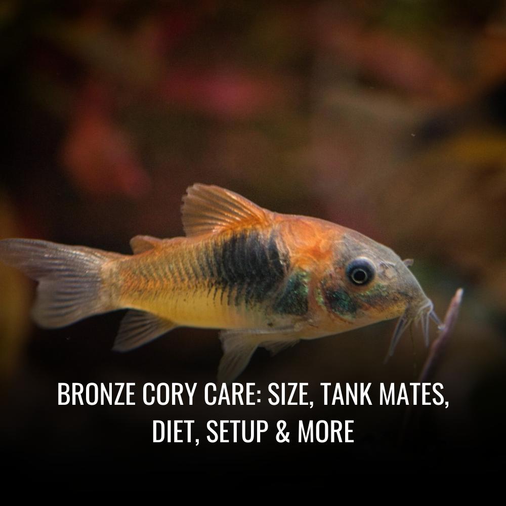 Bronze cory Care Size, Tank Mates, Diet, Setup & More