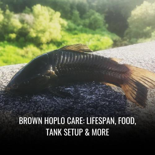 Brown hoplo Care Lifespan, Food, Tank Setup & More