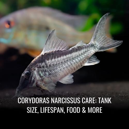 Corydoras narcissus Care Tank Size, Lifespan, Food & More