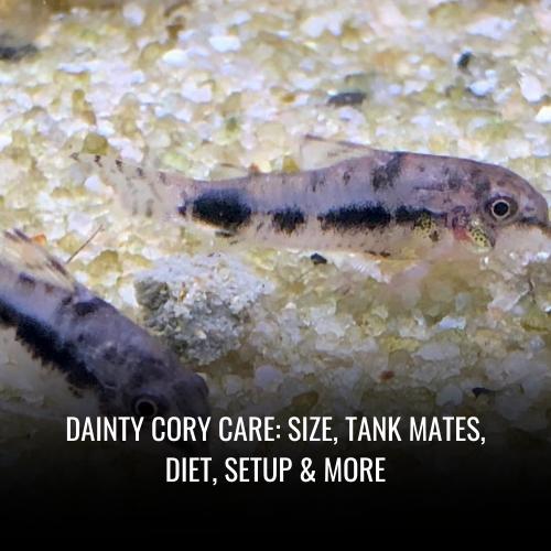 Dainty cory Care: Size, Tank Mates, Diet, Setup & More