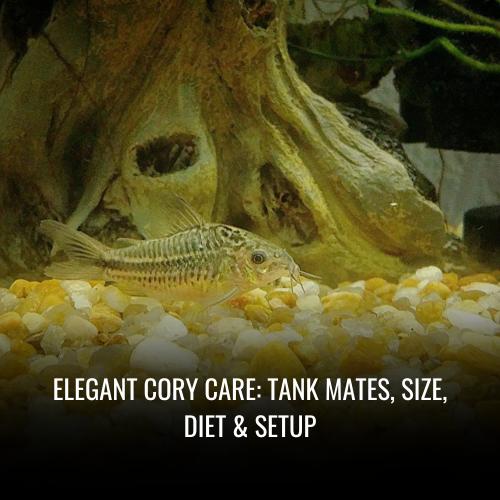 Elegant cory Care Tank Mates, Size, Diet & Setup