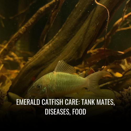 Emerald catfish Care tank mates, Diseases, Food