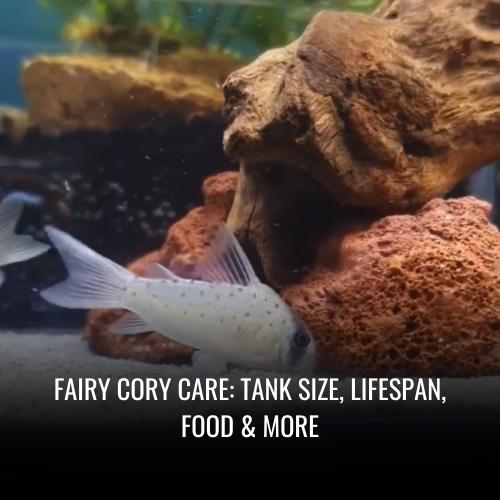 Fairy cory Care Tank Size, Lifespan, Food & More