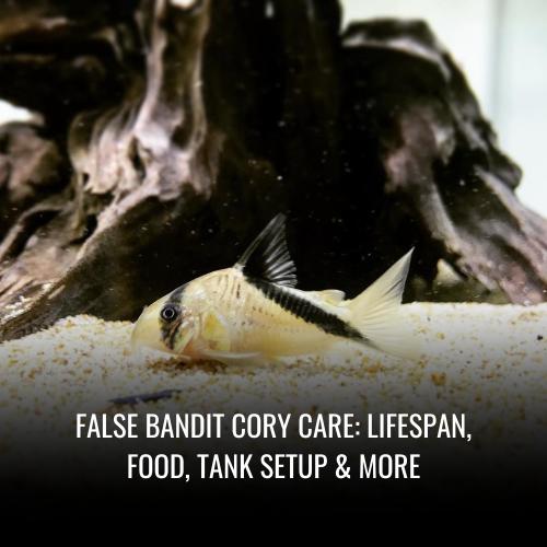 False bandit cory Care Lifespan, Food, Tank Setup & More