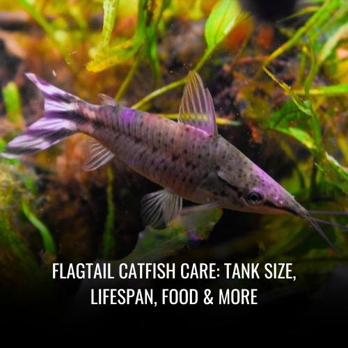 Flagtail catfish Care Tank Size, Lifespan, Food & More