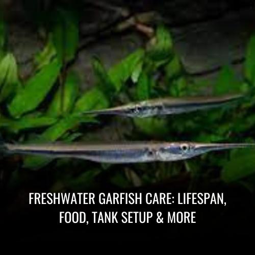Freshwater garfish Care Lifespan, Food, Tank Setup & More