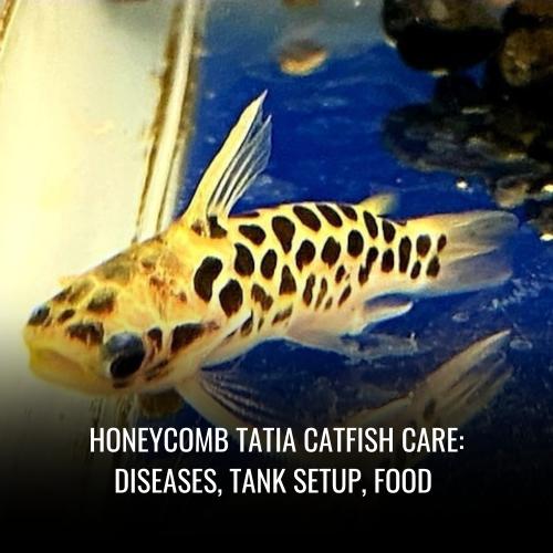 Honeycomb Tatia Catfish Care Diseases, Tank Setup, Food