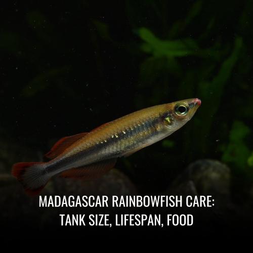Madagascar rainbowfish Care Tank Size, Lifespan, Food