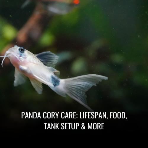 Panda cory Care Lifespan, Food, Tank Setup & More