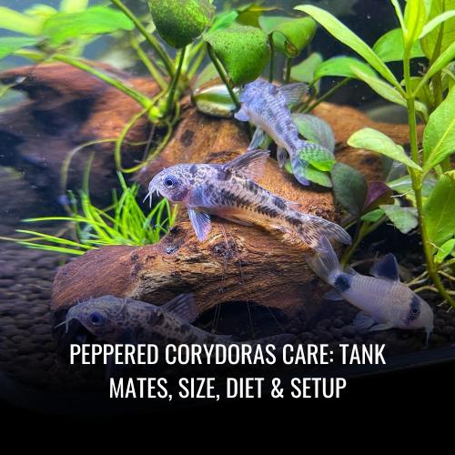 Peppered corydoras Care Tank Mates, Size, Diet & Setup